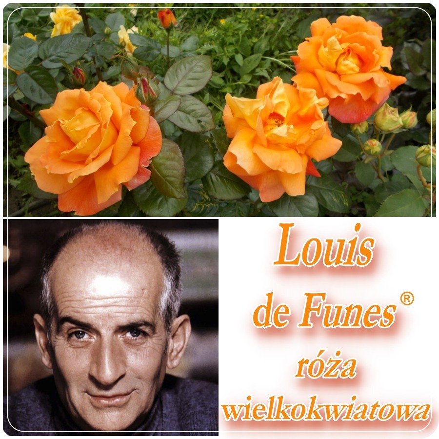Luis de Funes róża wielkokwiatowa